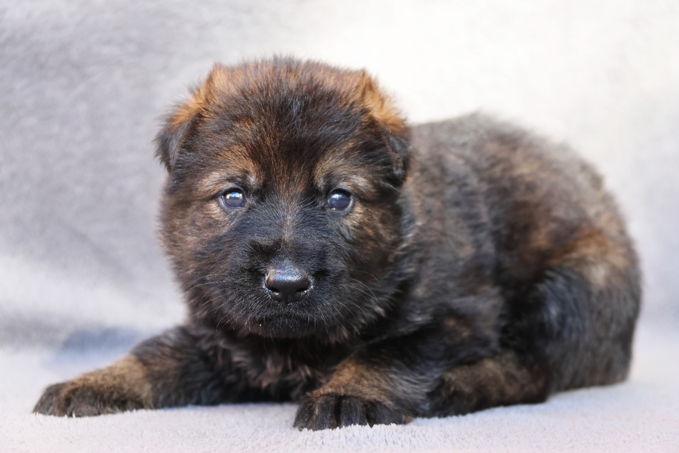 D'Herrera Del Alcantara - Chiots disponibles - Berger Allemand