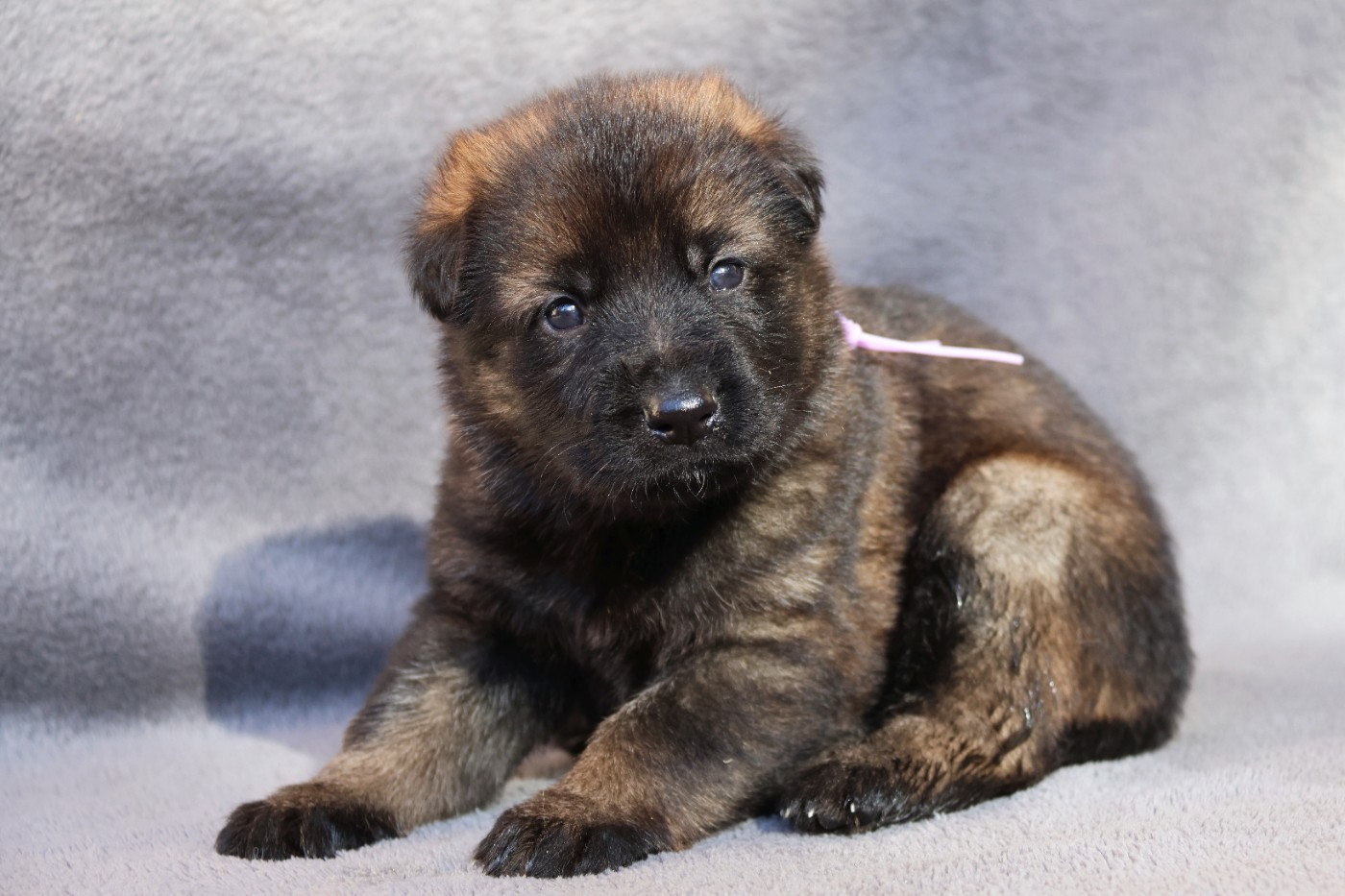 D'Herrera Del Alcantara - Chiots disponibles - Berger Allemand