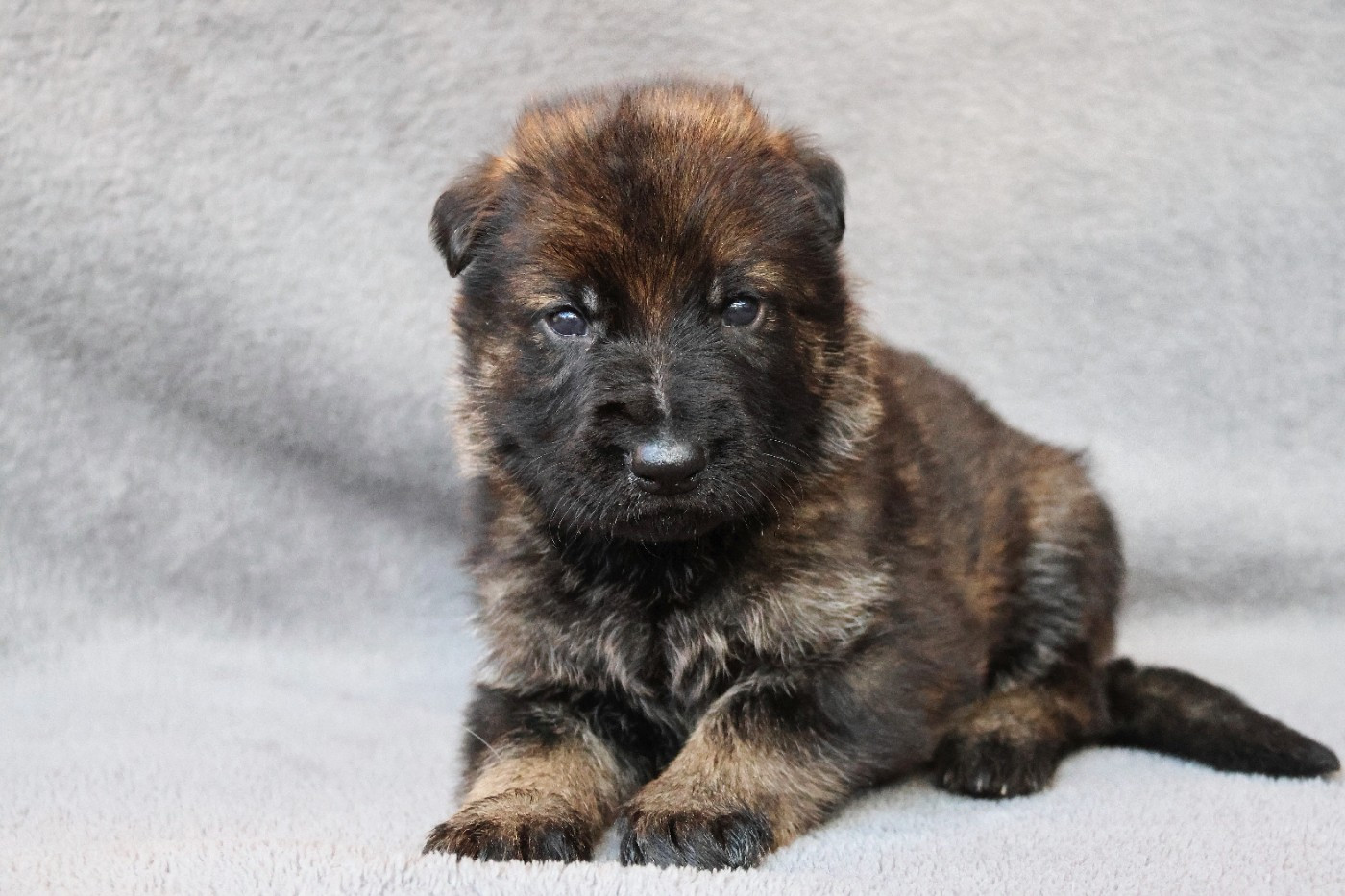 D'Herrera Del Alcantara - Chiots disponibles - Berger Allemand