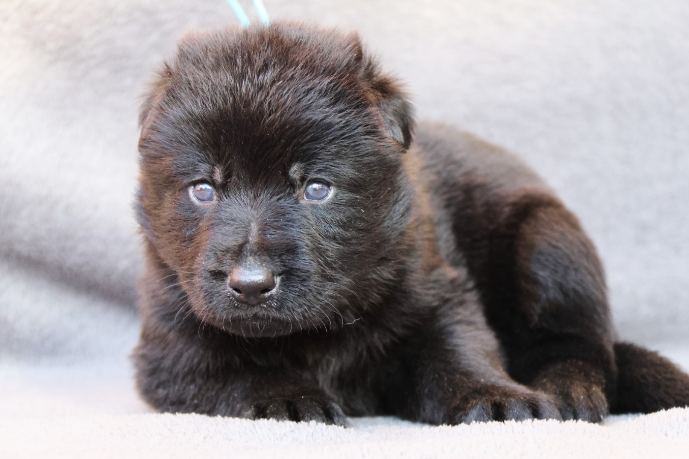 D'Herrera Del Alcantara - Chiots disponibles - Berger Allemand