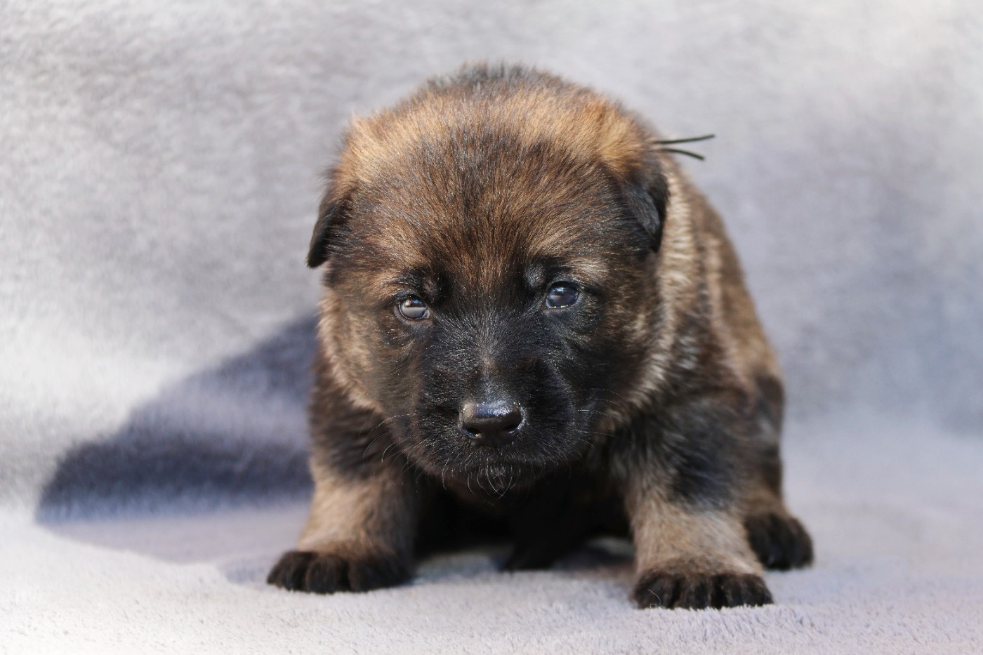 D'Herrera Del Alcantara - Chiots disponibles - Berger Allemand