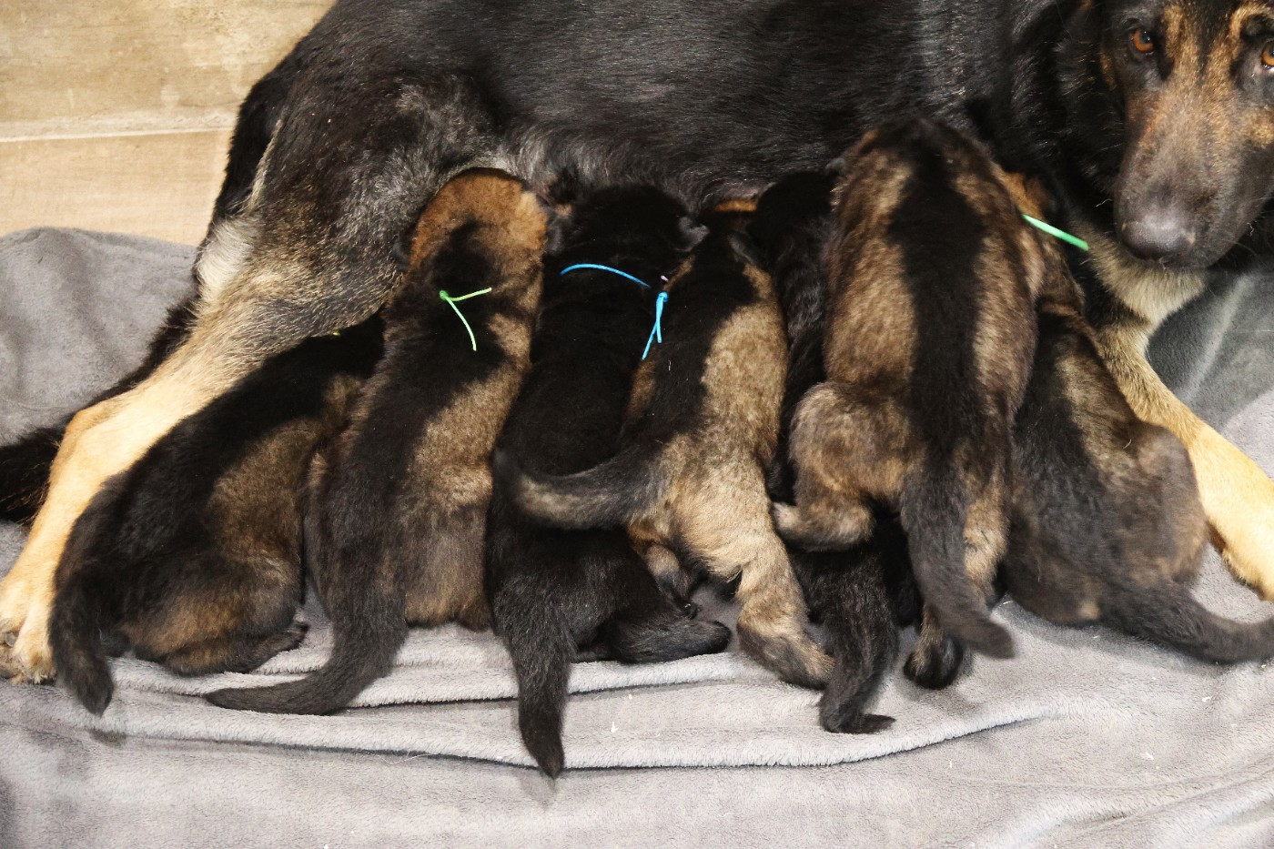 D'Herrera Del Alcantara - Berger Allemand - Portée née le 09/01/2026