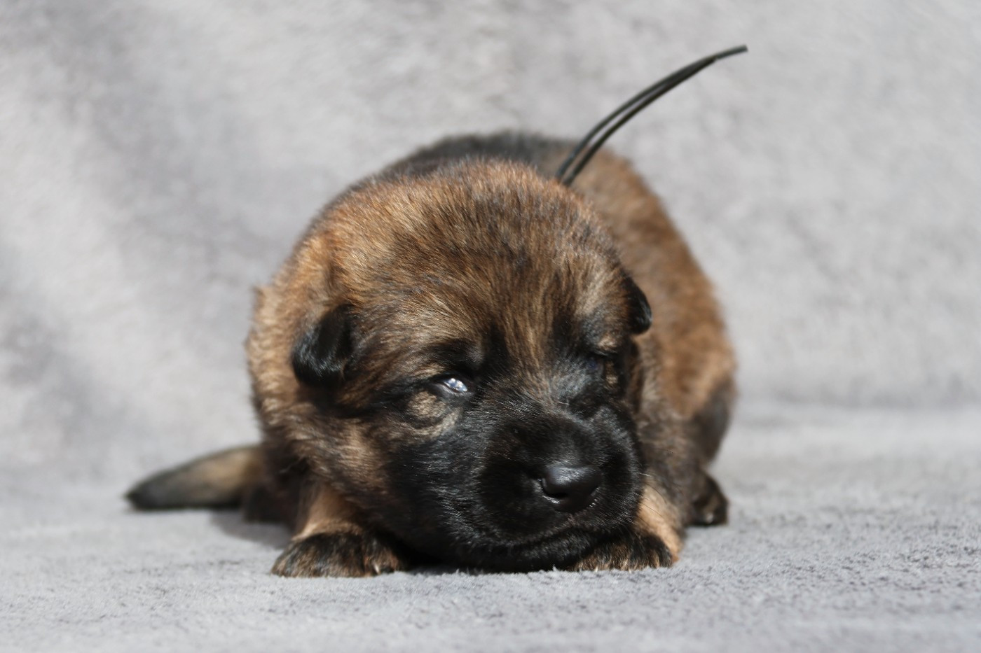 D'Herrera Del Alcantara - Chiots disponibles - Berger Allemand