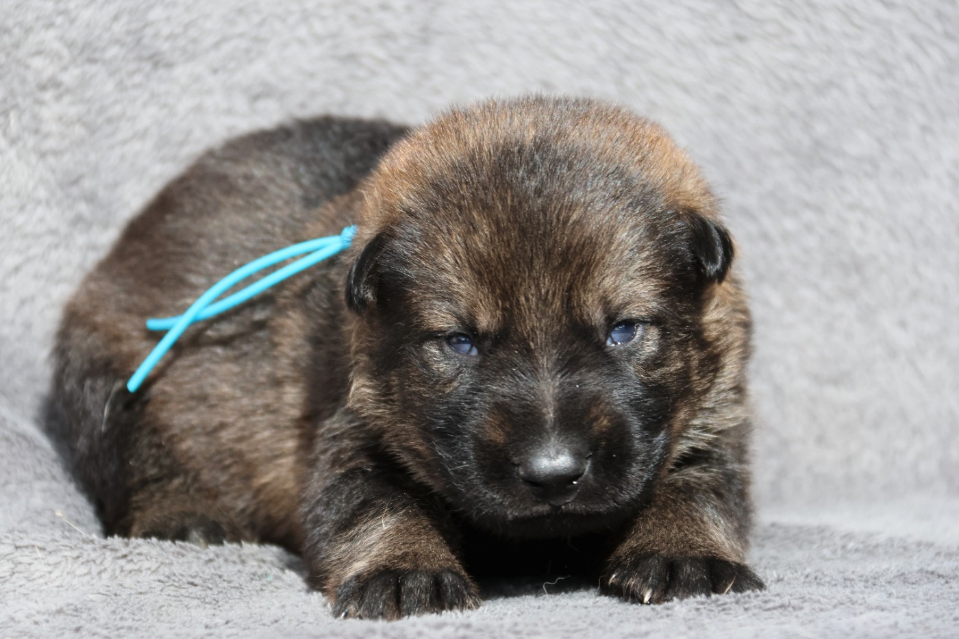 D'Herrera Del Alcantara - Chiots disponibles - Berger Allemand