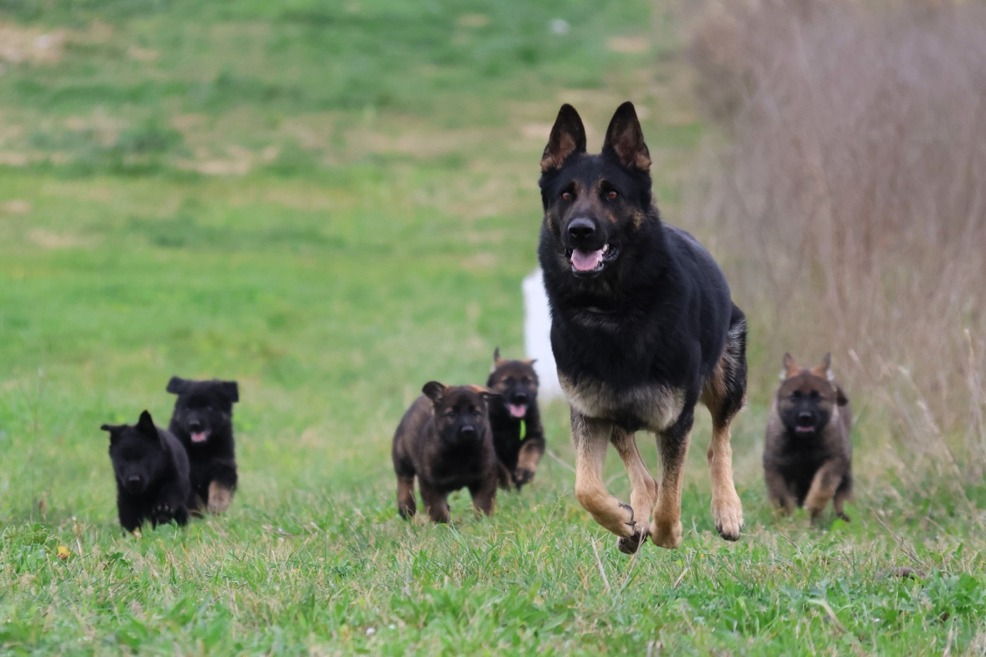 D'Herrera Del Alcantara - Berger Allemand - Portée née le 09/01/2026
