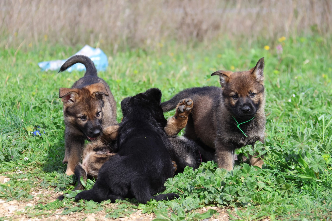 D'Herrera Del Alcantara - Berger Allemand - Portée née le 22/01/2026