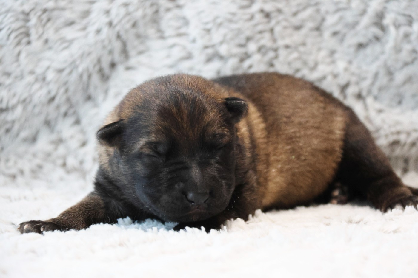 D'Herrera Del Alcantara - Chiots disponibles - Berger Allemand