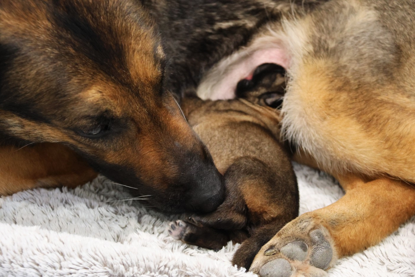 Chiot Berger Allemand D'Herrera Del Alcantara