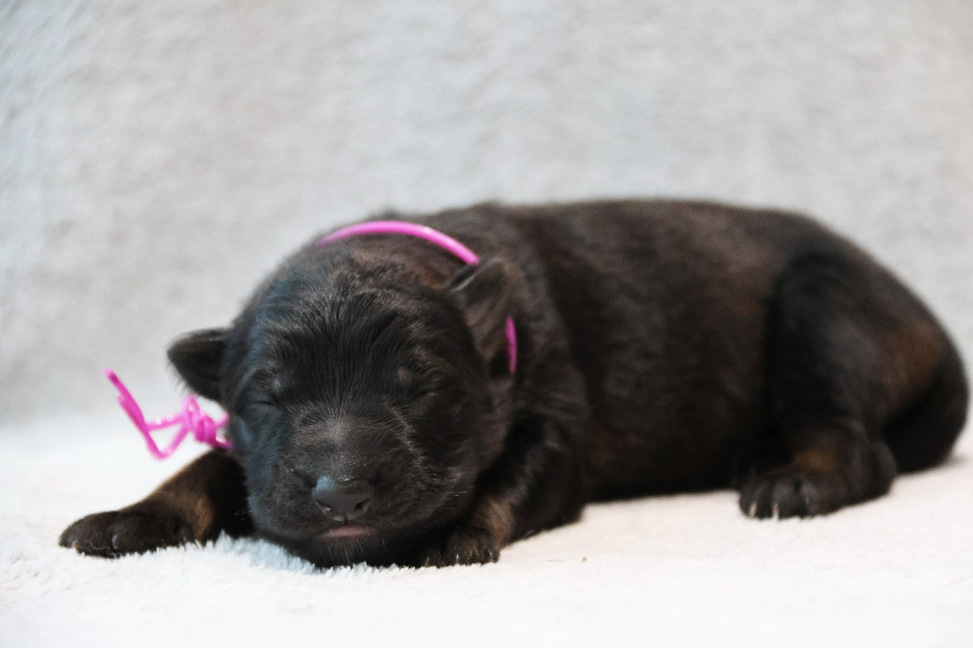 D'Herrera Del Alcantara - Chiots disponibles - Berger Allemand