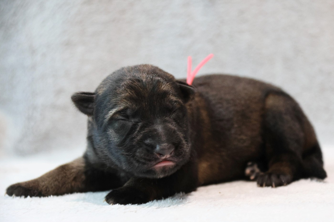 D'Herrera Del Alcantara - Chiots disponibles - Berger Allemand