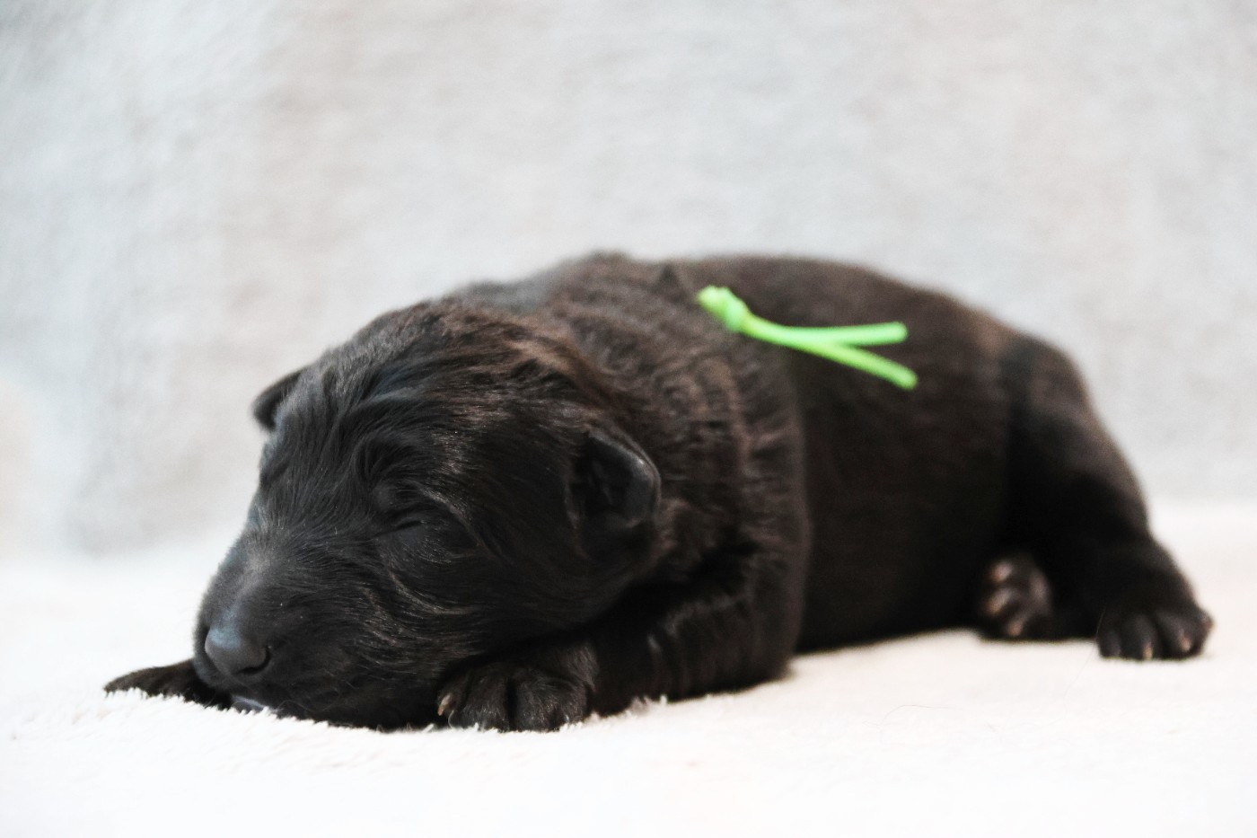 D'Herrera Del Alcantara - Chiots disponibles - Berger Allemand