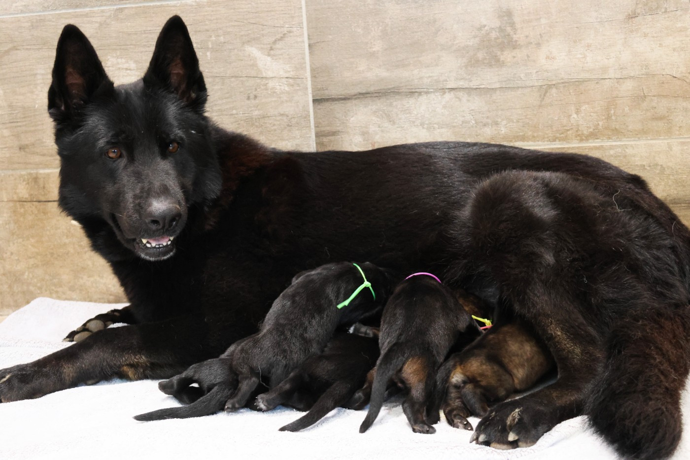 Chiot Berger Allemand D'Herrera Del Alcantara