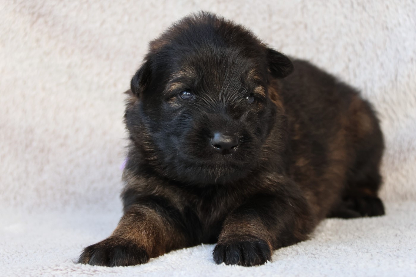 D'Herrera Del Alcantara - Chiots disponibles - Berger Allemand