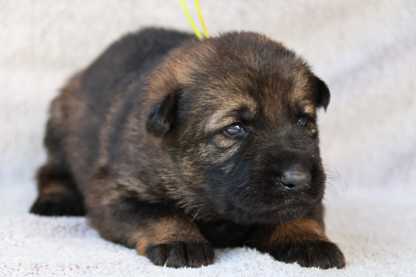 D'Herrera Del Alcantara - Chiots disponibles - Berger Allemand