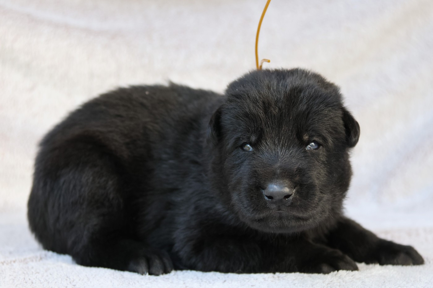 D'Herrera Del Alcantara - Chiots disponibles - Berger Allemand