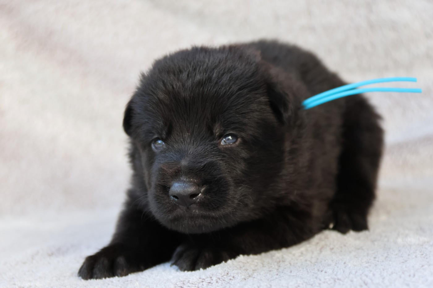 D'Herrera Del Alcantara - Chiots disponibles - Berger Allemand