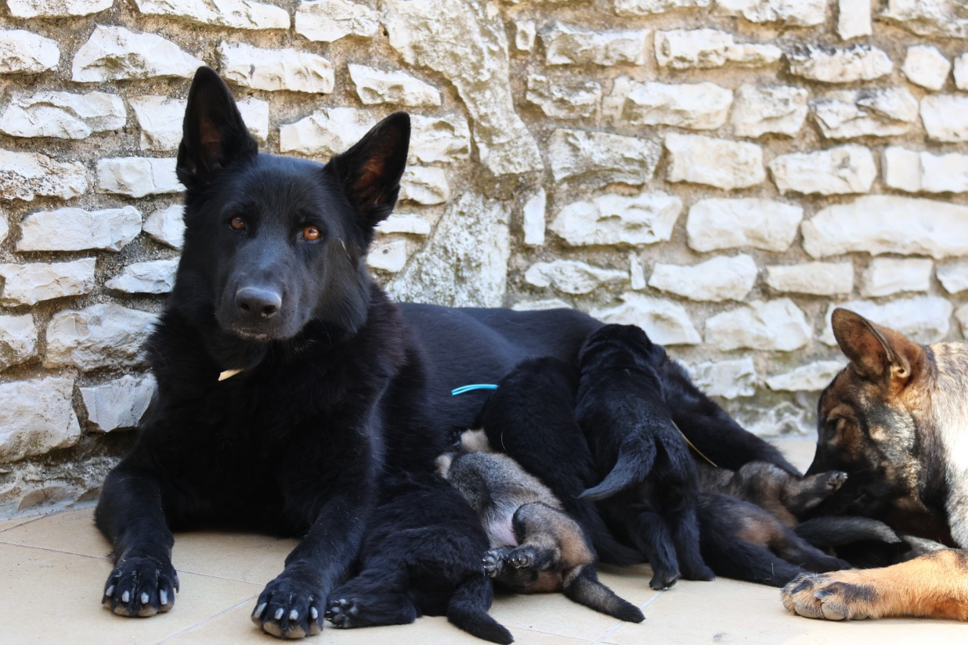 Chiot Berger Allemand D'Herrera Del Alcantara