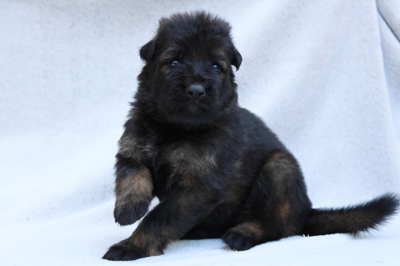 D'Herrera Del Alcantara - Chiots disponibles - Berger Allemand