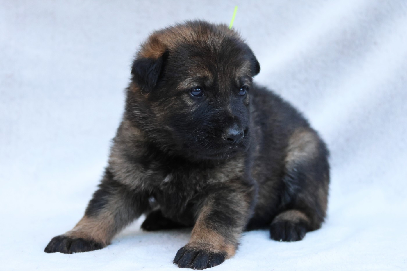 D'Herrera Del Alcantara - Chiots disponibles - Berger Allemand