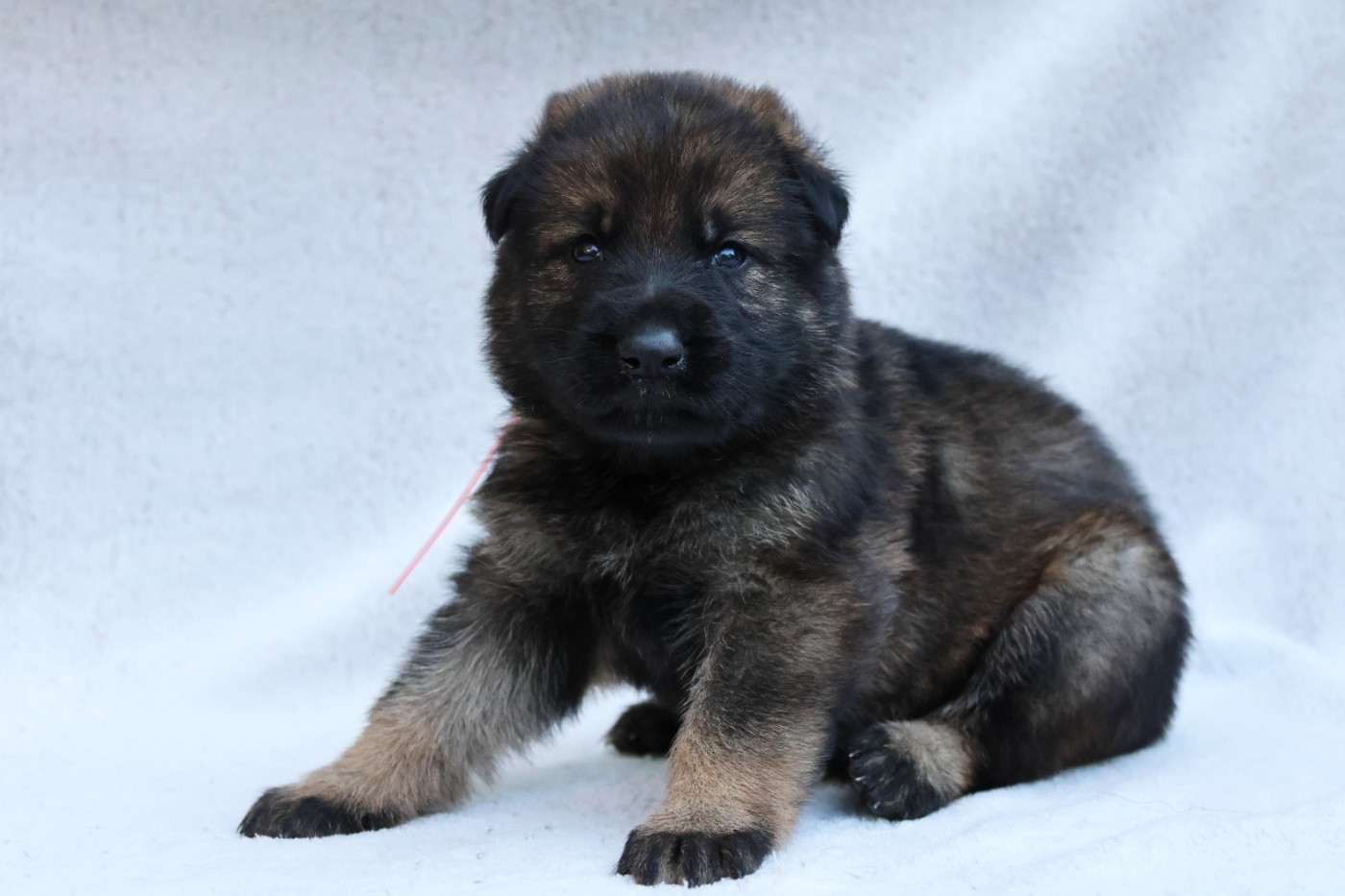 D'Herrera Del Alcantara - Chiots disponibles - Berger Allemand