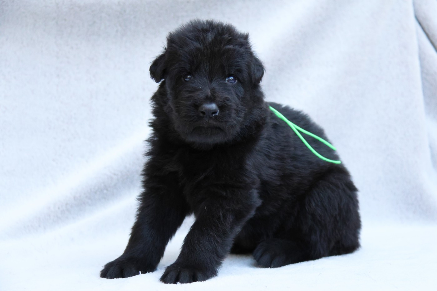 D'Herrera Del Alcantara - Chiots disponibles - Berger Allemand