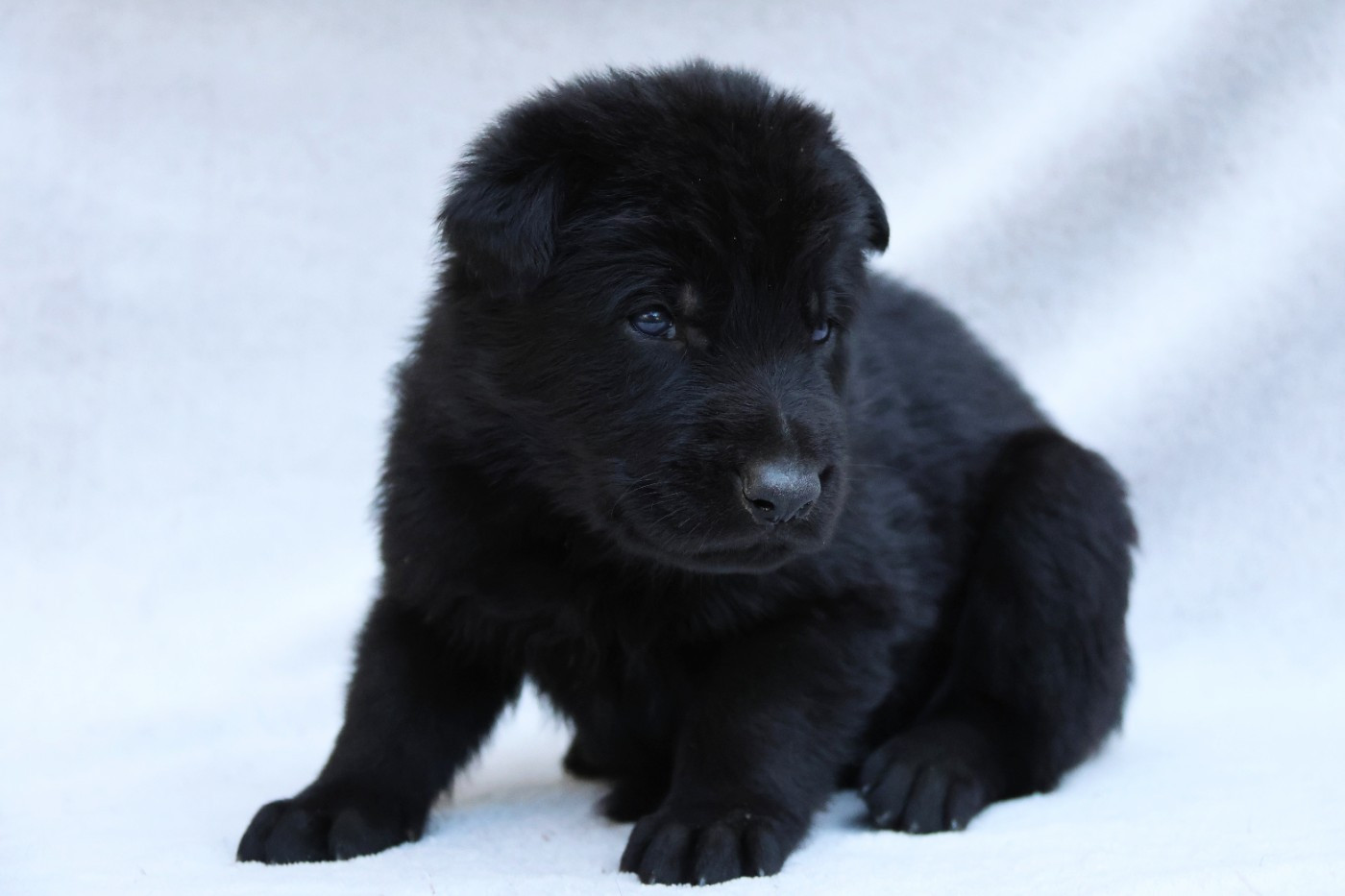 D'Herrera Del Alcantara - Chiots disponibles - Berger Allemand
