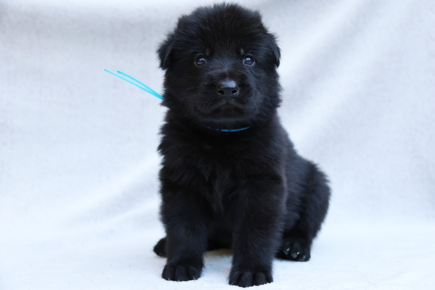 D'Herrera Del Alcantara - Chiots disponibles - Berger Allemand