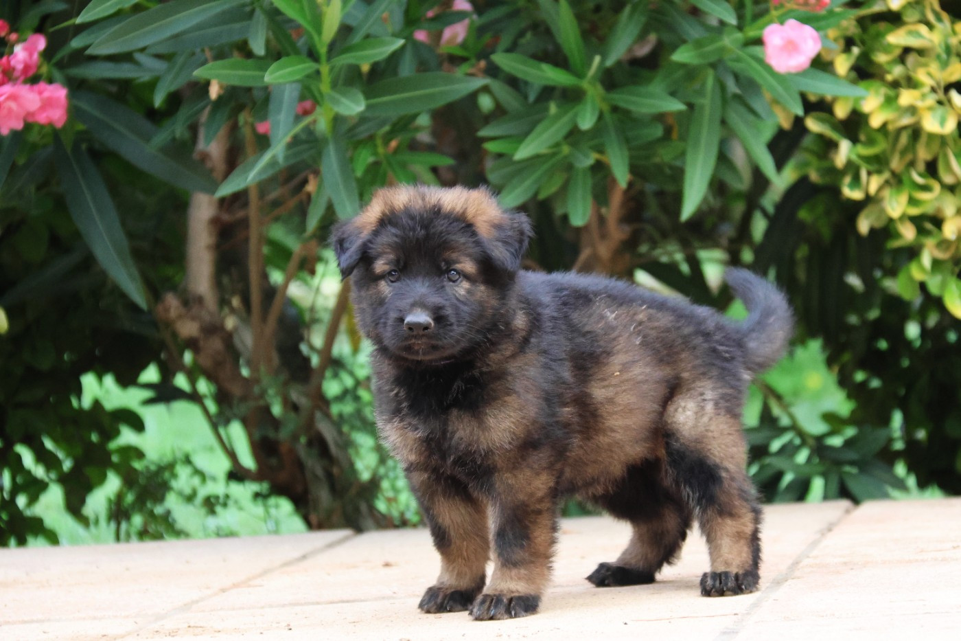 D'Herrera Del Alcantara - Chiots disponibles - Berger Allemand