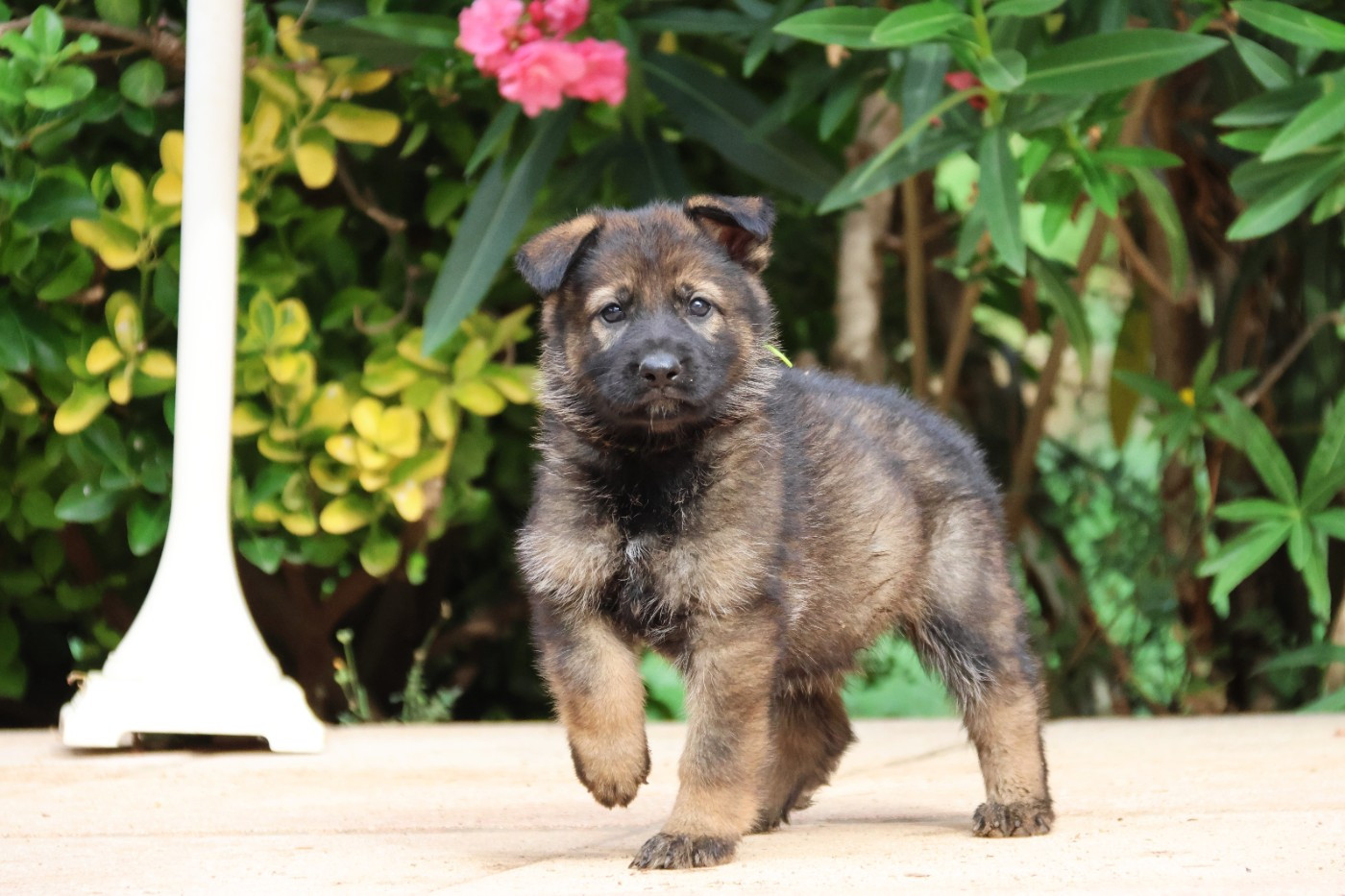 D'Herrera Del Alcantara - Chiots disponibles - Berger Allemand