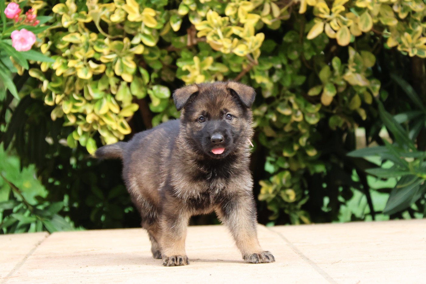 D'Herrera Del Alcantara - Chiots disponibles - Berger Allemand