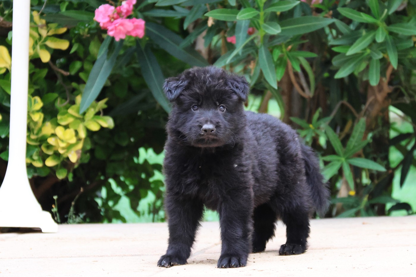 D'Herrera Del Alcantara - Chiots disponibles - Berger Allemand