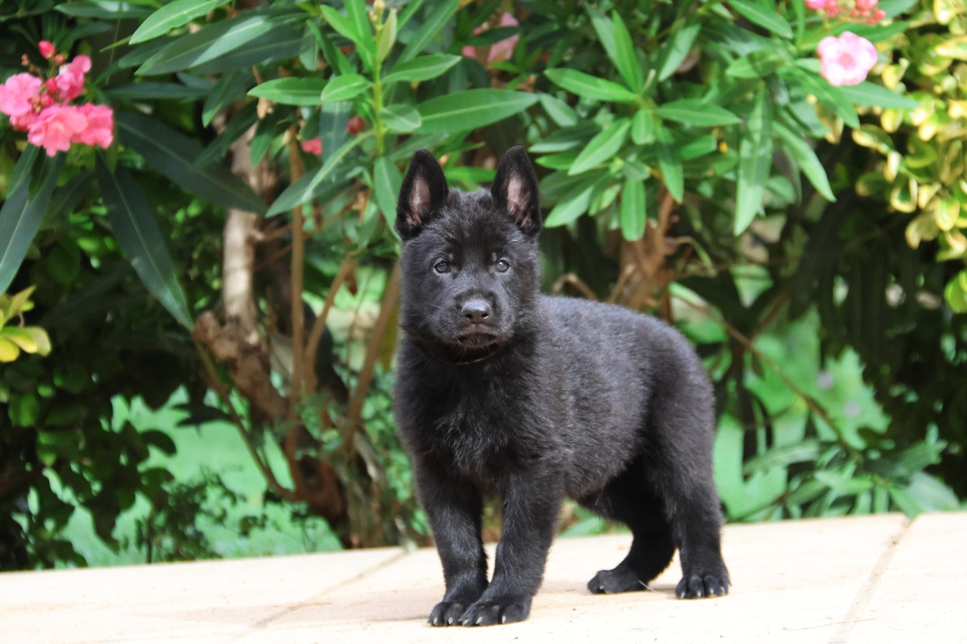 D'Herrera Del Alcantara - Chiots disponibles - Berger Allemand