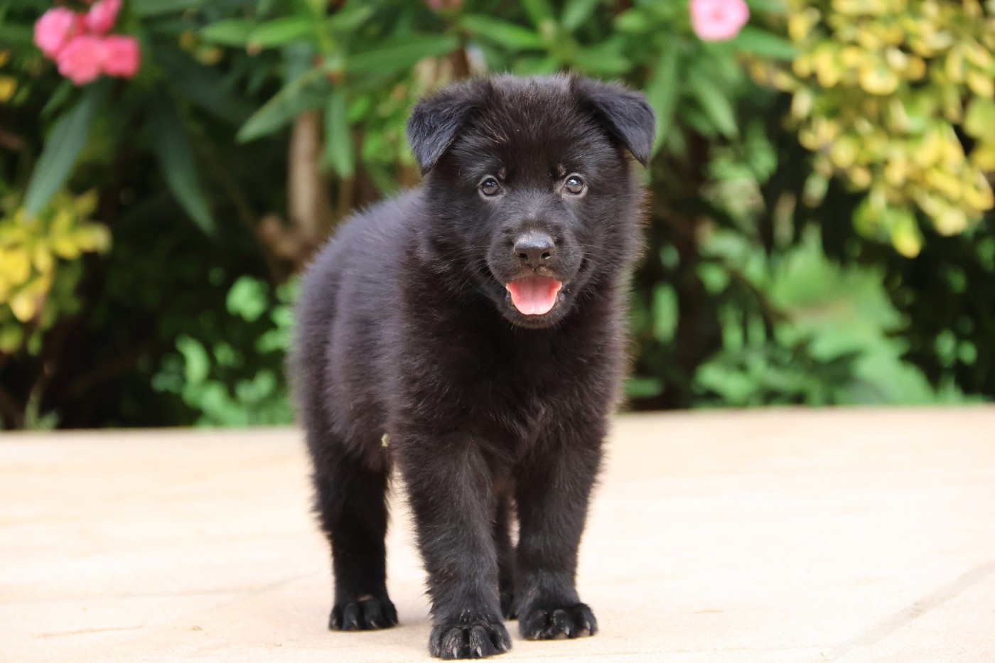 D'Herrera Del Alcantara - Chiots disponibles - Berger Allemand