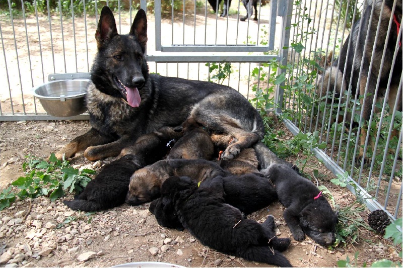 Chiot Berger Allemand D'Herrera Del Alcantara