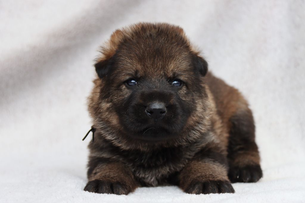 D'Herrera Del Alcantara - Chiots disponibles - Berger Allemand