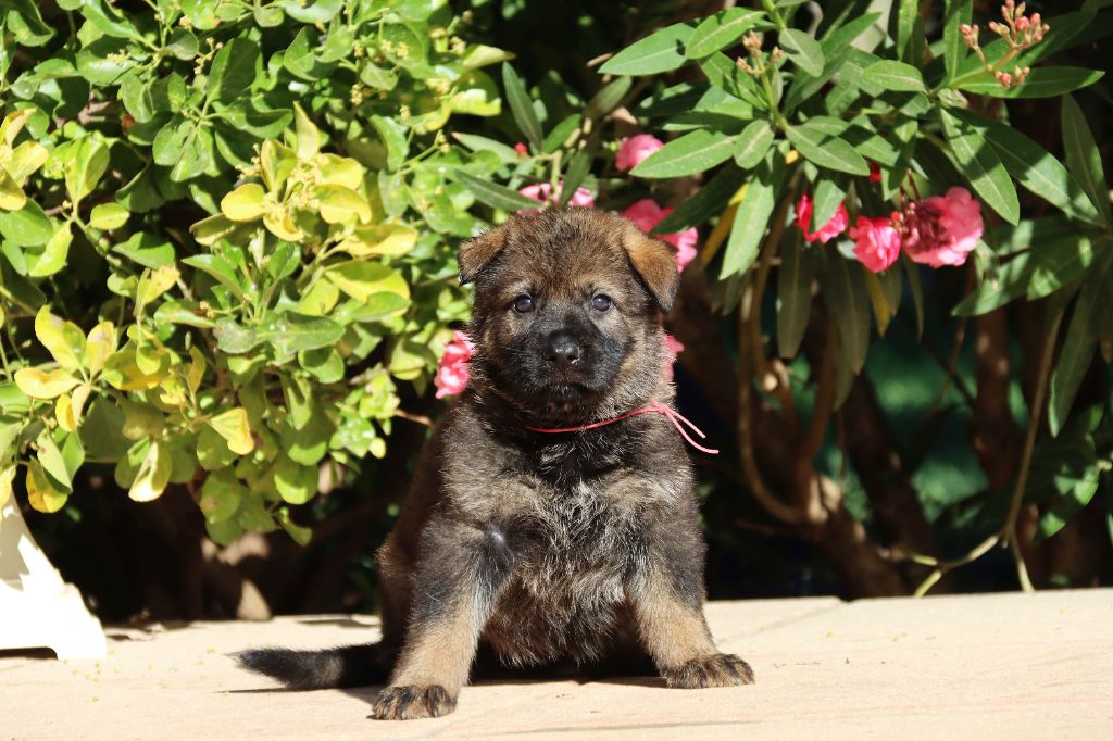 D'Herrera Del Alcantara - Chiots disponibles - Berger Allemand