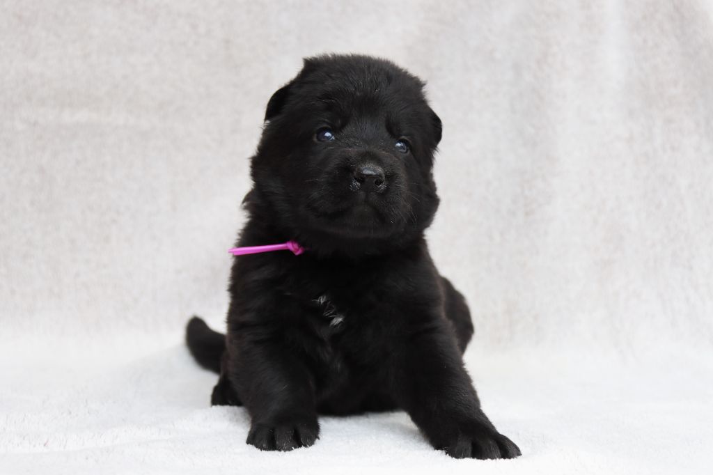 D'Herrera Del Alcantara - Chiots disponibles - Berger Allemand