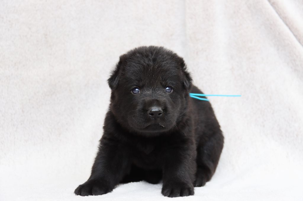D'Herrera Del Alcantara - Chiots disponibles - Berger Allemand