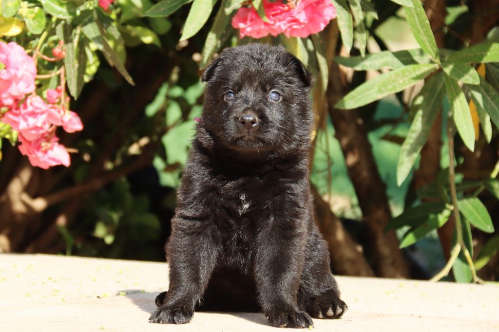 D'Herrera Del Alcantara - Chiots disponibles - Berger Allemand