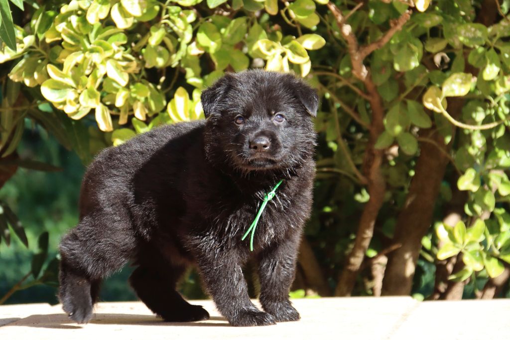 D'Herrera Del Alcantara - Chiots disponibles - Berger Allemand
