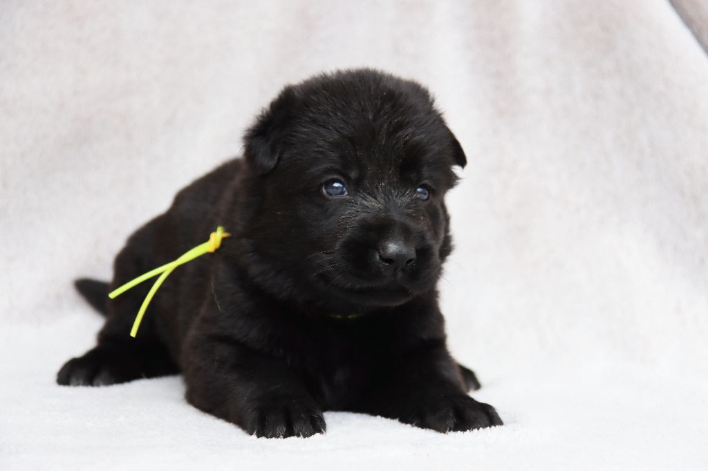 D'Herrera Del Alcantara - Chiots disponibles - Berger Allemand