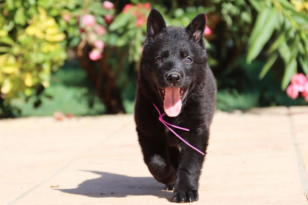 D'Herrera Del Alcantara - Chiots disponibles - Berger Allemand