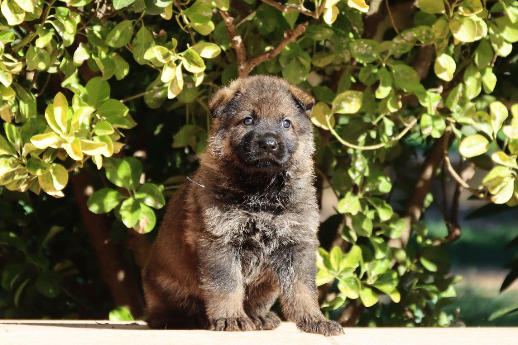 D'Herrera Del Alcantara - Chiots disponibles - Berger Allemand