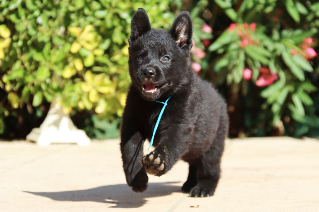 D'Herrera Del Alcantara - Chiots disponibles - Berger Allemand