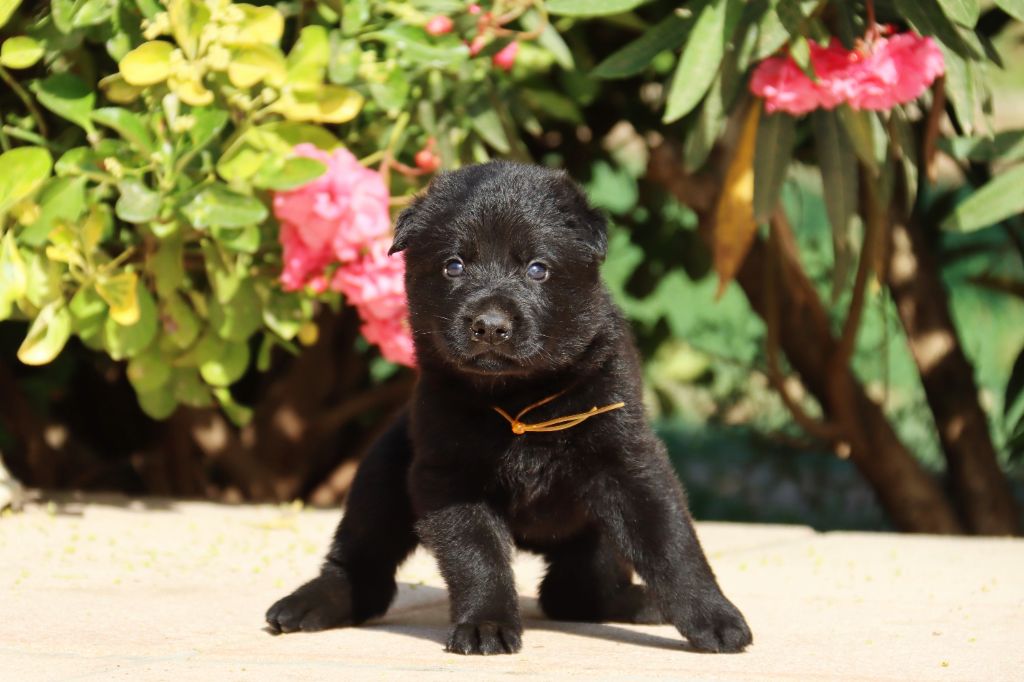 D'Herrera Del Alcantara - Chiots disponibles - Berger Allemand
