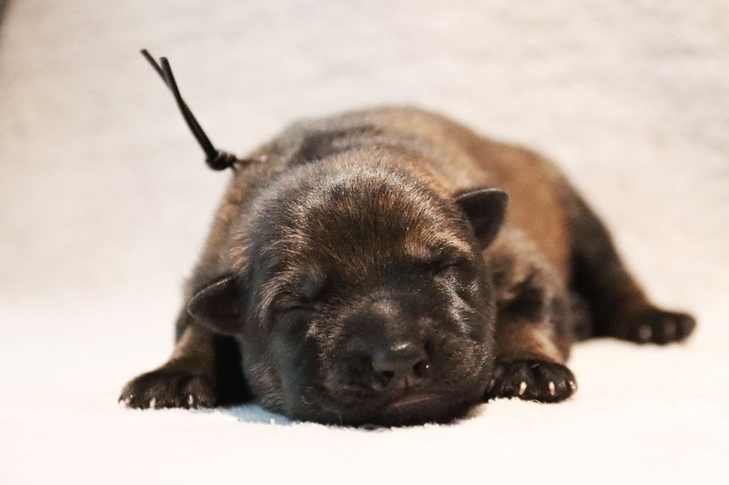 D'Herrera Del Alcantara - Chiots disponibles - Berger Allemand