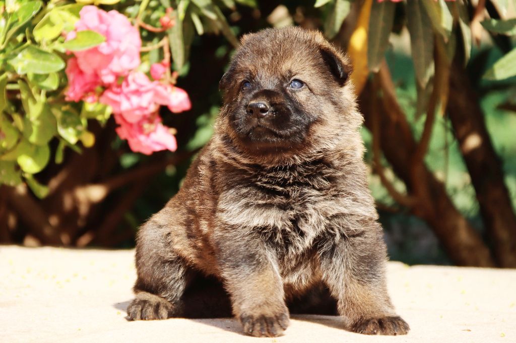 D'Herrera Del Alcantara - Chiots disponibles - Berger Allemand