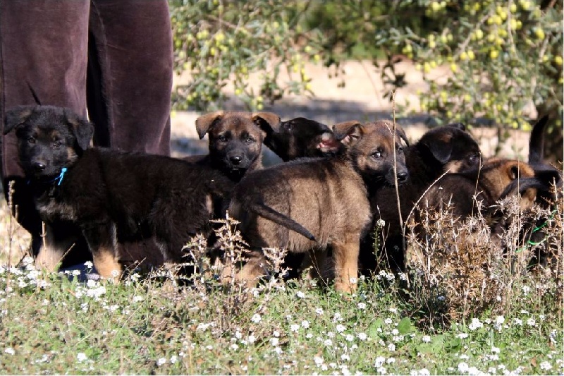 Chiot Berger Allemand D'Herrera Del Alcantara