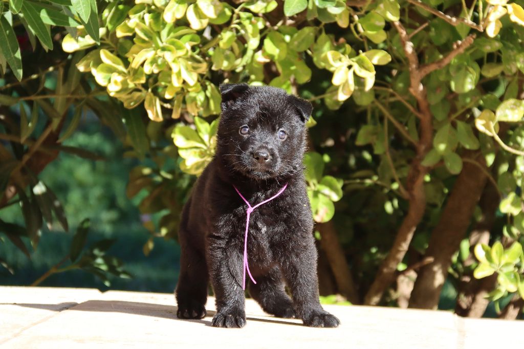 D'Herrera Del Alcantara - Chiots disponibles - Berger Allemand