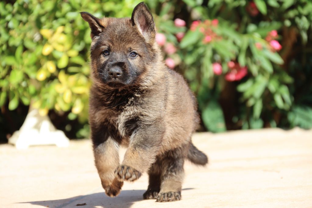 D'Herrera Del Alcantara - Chiots disponibles - Berger Allemand